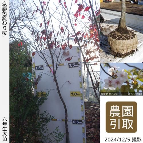 guri-nnga-do.jpg