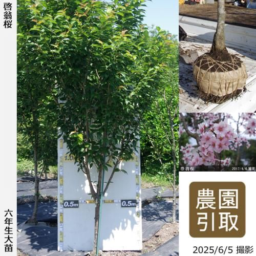 <img class='new_mark_img1' src='https://img.shop-pro.jp/img/new/icons14.gif' style='border:none;display:inline;margin:0px;padding:0px;width:auto;' />【2025年度予約商品】大苗◇サクラ(桜)啓翁桜(ケイオウザクラ)[地掘苗 2020年:4L(樹高high)]＊農園引取のみ