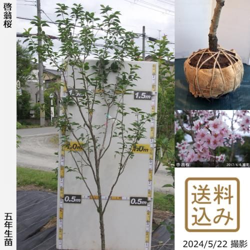 【2025年度予約商品】大苗◇