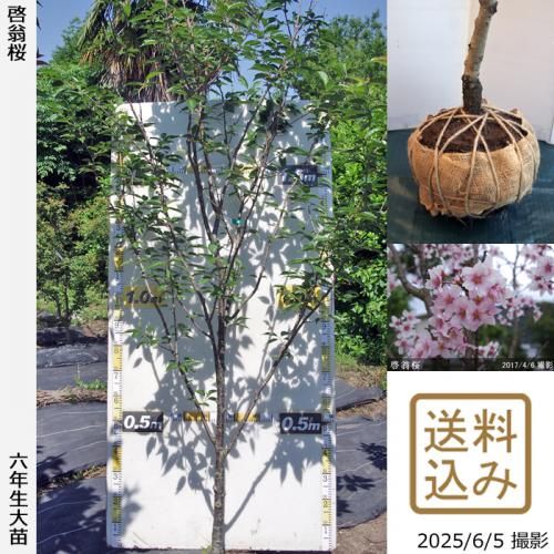 <img class='new_mark_img1' src='https://img.shop-pro.jp/img/new/icons14.gif' style='border:none;display:inline;margin:0px;padding:0px;width:auto;' />【2025年度予約商品】大苗◇サクラ(桜)啓翁桜(ケイオウザクラ)[地掘苗 2020年:LL]＊大型便