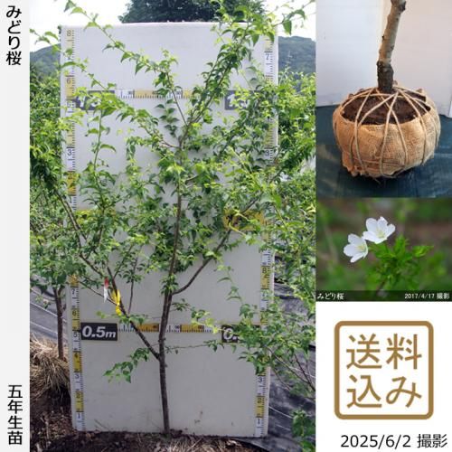 <img class='new_mark_img1' src='https://img.shop-pro.jp/img/new/icons14.gif' style='border:none;display:inline;margin:0px;padding:0px;width:auto;' />2025ǯͽʡġ()Ʀ[ߤɤ](ޥ᥶顦ߥɥꥶ)[Ϸ 2021ǯ:L]