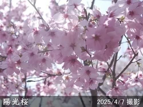 【2025年度予約商品】大苗◇