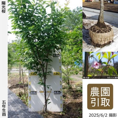 <img class='new_mark_img1' src='https://img.shop-pro.jp/img/new/icons14.gif' style='border:none;display:inline;margin:0px;padding:0px;width:auto;' />2025ǯͽʡġ()۸(襦)[Ϸ 2021ǯ:LL(high)]Τ