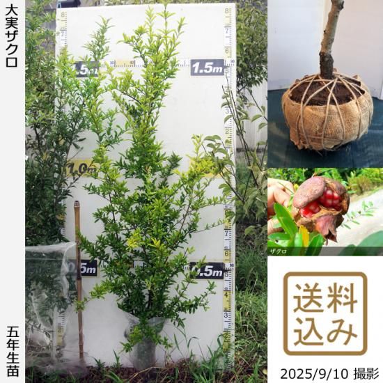 【2025年度予約商品】大苗◇