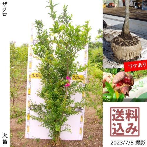2ǯġ()ŷ(ޥΥ)[Ϸ 2021ǯ:L(high)]緿