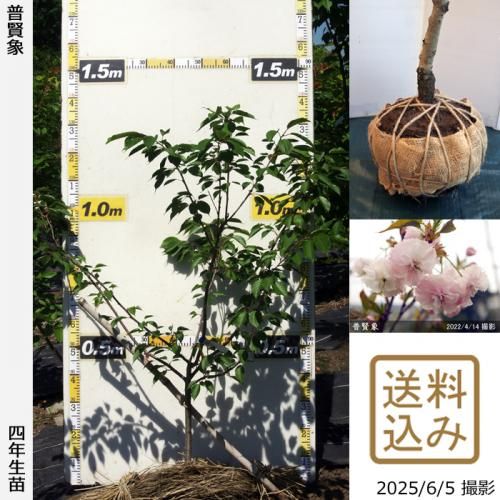 <img class='new_mark_img1' src='https://img.shop-pro.jp/img/new/icons14.gif' style='border:none;display:inline;margin:0px;padding:0px;width:auto;' />2025ǯͽʡġ()ḭ(ե󥾥)[Ϸ 2022ǯ:S]