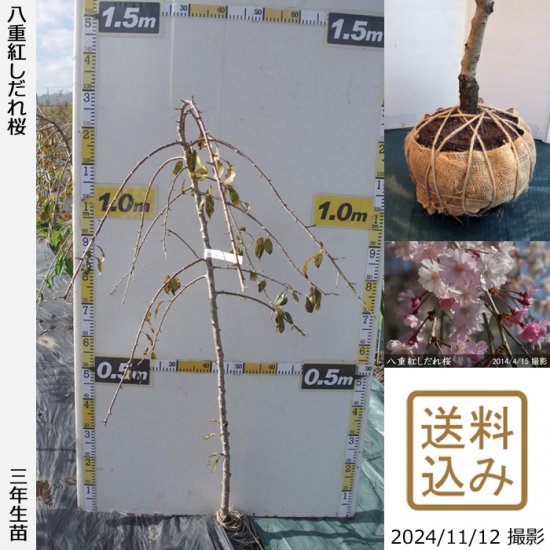 サクラ(桜) 八重紅しだれ桜[三年生苗] - 果樹苗・大苗・苗木販売の隅田農園@京都亀岡