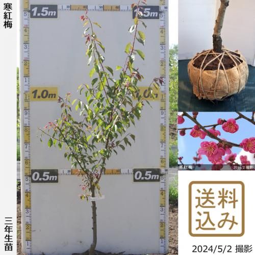2ǯġ() (ˤ)[Ϸ 2021ǯ:LL]