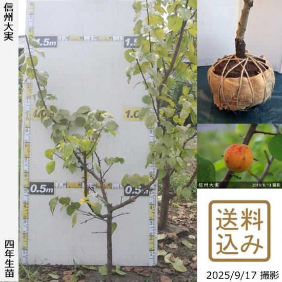 【2025年度予約商品】大苗◇