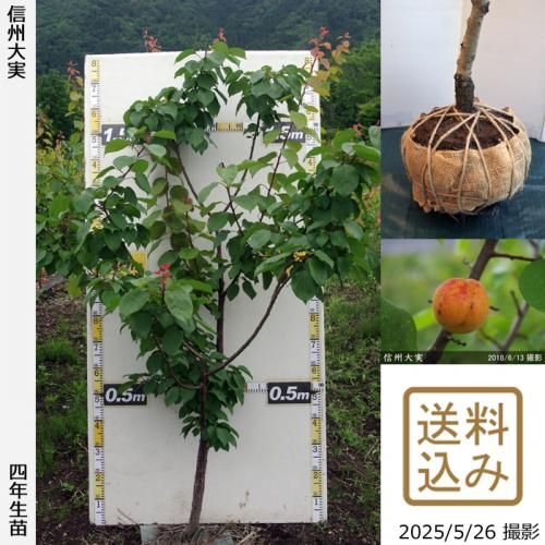 <img class='new_mark_img1' src='https://img.shop-pro.jp/img/new/icons14.gif' style='border:none;display:inline;margin:0px;padding:0px;width:auto;' />2025ǯͽʡġ()(󤷤夦)[Ϸ2022ǯ:L]ռӡ緿
