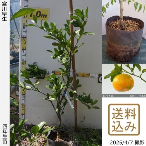 【順次出荷中】◇農薬不使用【エ