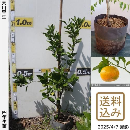 <img class='new_mark_img1' src='https://img.shop-pro.jp/img/new/icons14.gif' style='border:none;display:inline;margin:0px;padding:0px;width:auto;' />ڽ缡вۡԻѡڥॷﳲġ ߤ [ݥå 2021ǯ:S]ռӡ