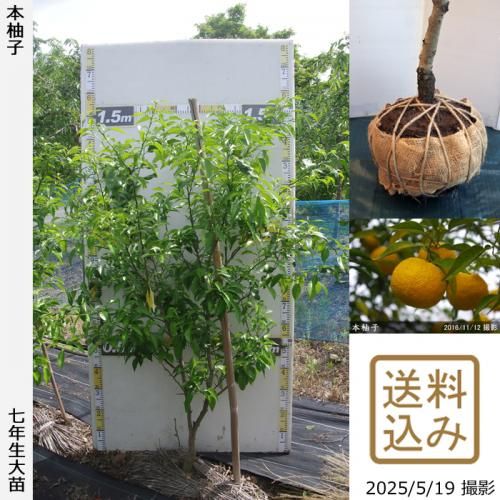 Իѡڥॷﳲۡġ ͮ(ۤ椺)[Ϸ 2019ǯ:LL]
