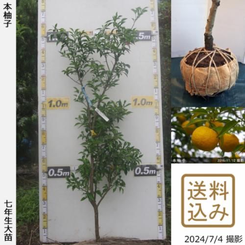【順次出荷中】◇農薬不使用【エ