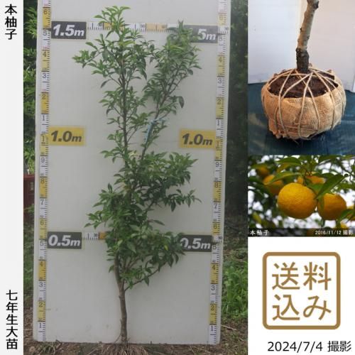 【順次出荷中】◇農薬不使用【エ