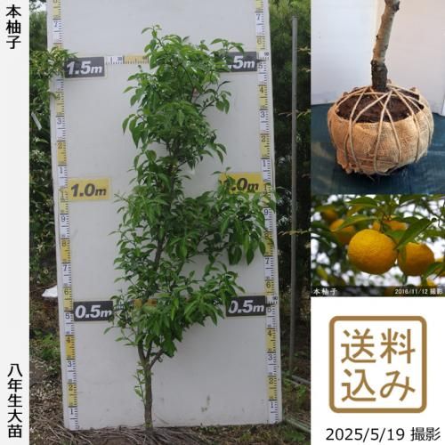 m【苗のみ】本柚子　苗　24本 ダイダイ 苗　51本 kaori001_03_01-logo.jpg