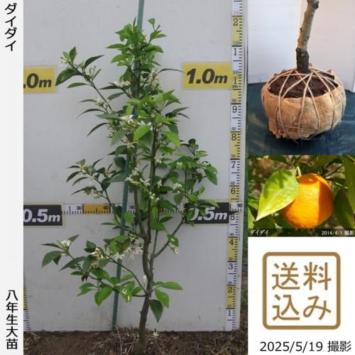 <img class='new_mark_img1' src='https://img.shop-pro.jp/img/new/icons14.gif' style='border:none;display:inline;margin:0px;padding:0px;width:auto;' />ڽ缡вۡԻѡڥॷﳲġ ()[Ϸ 2018ǯ:S]ռӡ