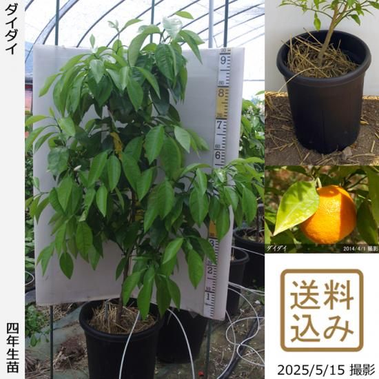 【順次出荷中】◇農薬不使用【エ