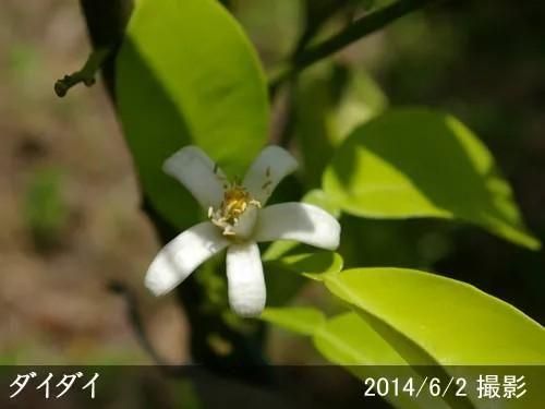 【順次出荷中】◇農薬不使用【エ