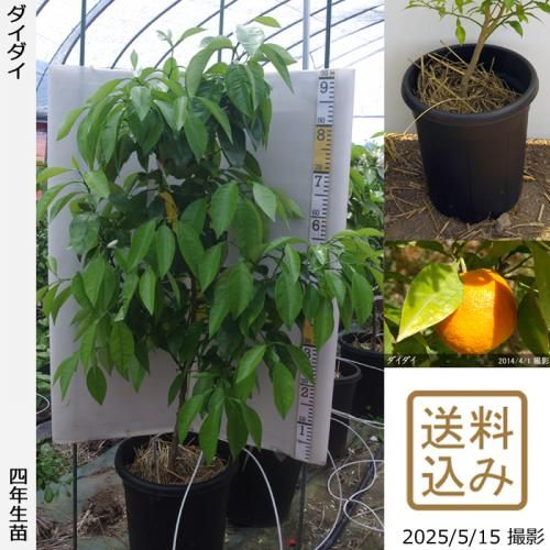 <img class='new_mark_img1' src='https://img.shop-pro.jp/img/new/icons14.gif' style='border:none;display:inline;margin:0px;padding:0px;width:auto;' />¨ȯǽۡԻѡڥॷﳲġ ()[̼ȭ 2022ǯ:L]ռӡ