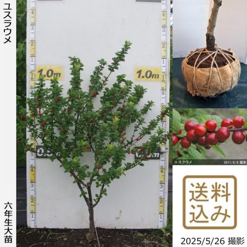 <img class='new_mark_img1' src='https://img.shop-pro.jp/img/new/icons14.gif' style='border:none;display:inline;margin:0px;padding:0px;width:auto;' />2025ǯͽʡġ楹饦()[Ϸ 2020ǯ:M]ռӡ
