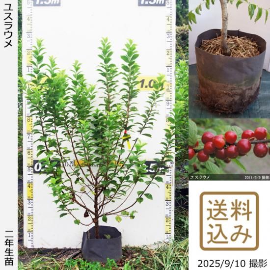 【2025年度予約商品】2年生