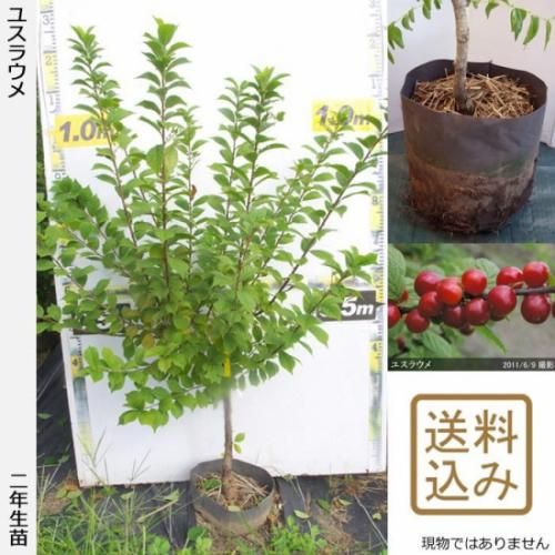 【2025年度予約商品】2年生