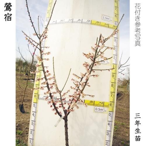 【2025年度予約商品】大苗◇