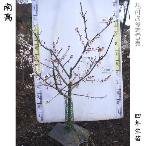 【2025年度予約商品】大苗◇