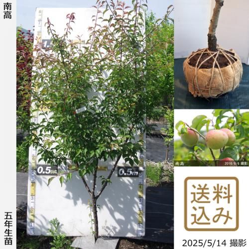 <img class='new_mark_img1' src='https://img.shop-pro.jp/img/new/icons14.gif' style='border:none;display:inline;margin:0px;padding:0px;width:auto;' />2025ǯͽʡġ()(ʤ󤳤)[Ϸ2021ǯ:L]ռӡ