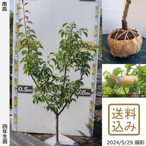 南高]梅(ウメ,うめ)の地堀大苗 - 果樹苗・大苗・苗木販売の隅田