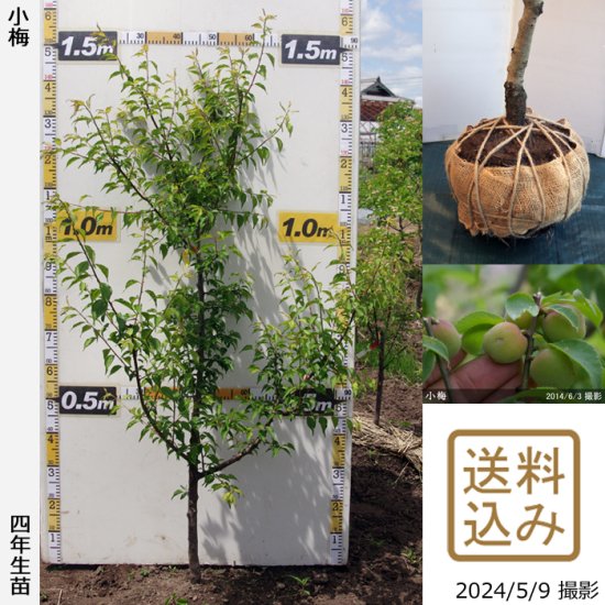 信濃クルミ 実生 1苗。 22年08撮影。 - 植物/観葉植物