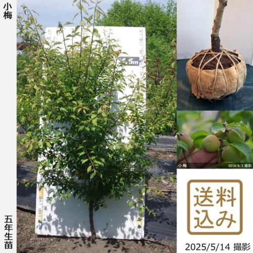 <img class='new_mark_img1' src='https://img.shop-pro.jp/img/new/icons14.gif' style='border:none;display:inline;margin:0px;padding:0px;width:auto;' />2025ǯͽʡġ()()[Ϸ2021ǯ:L]ռӡ