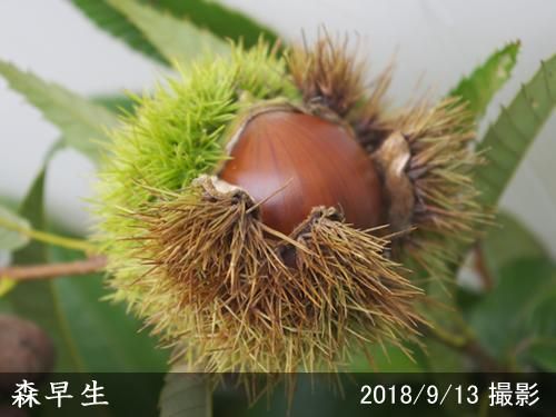 【2025年度予約商品】3年生