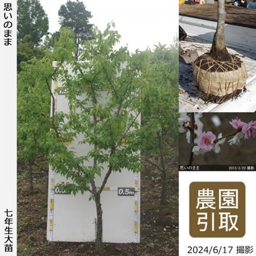 50,000円 - 果樹苗木・成木通販の 特等大苗専門店 すだ農園@京都亀岡