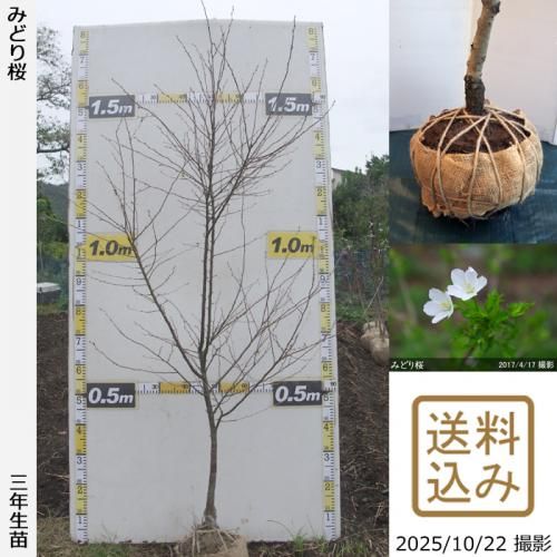 <img class='new_mark_img1' src='https://img.shop-pro.jp/img/new/icons14.gif' style='border:none;display:inline;margin:0px;padding:0px;width:auto;' />ڽ缡в١ġ()Ʀ[ߤɤ](ޥ᥶顦ߥɥꥶ)[Ϸ 2023ǯ:M]