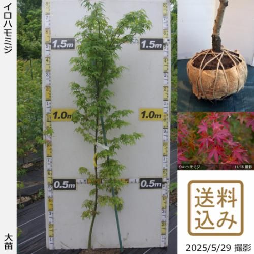 ヤマモミジ]モミジ(紅葉)の地掘大苗 - 記念樹・果樹苗・大苗・苗木販売