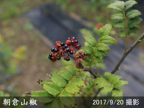 サンショ(山椒) 朝倉山椒(あさくらざんしょう)[三年生苗] - 果樹苗・大苗・苗木販売の隅田農園@京都亀岡