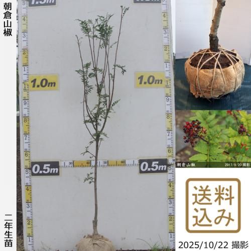 <img class='new_mark_img1' src='https://img.shop-pro.jp/img/new/icons14.gif' style='border:none;display:inline;margin:0px;padding:0px;width:auto;' />ڽ缡в2ǯġ󥷥(ܥ) īһܥ[Ϸ 2024ǯ:L]