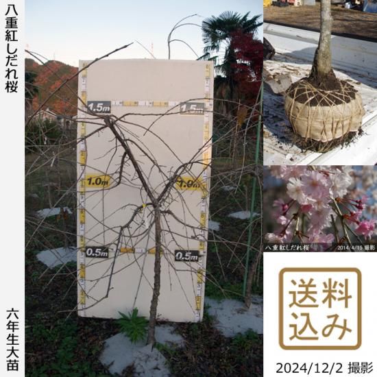 【順次出荷中】大苗◇サクラ(桜