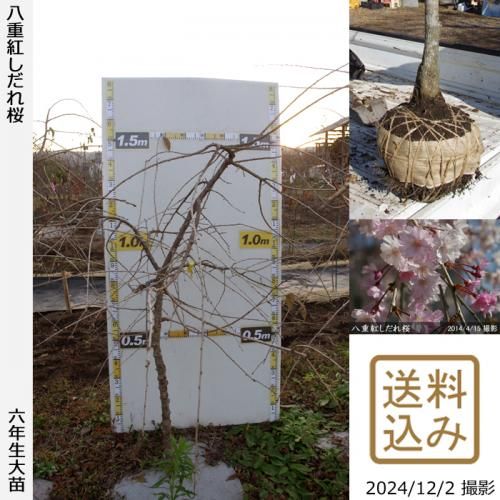 【順次出荷中】大苗◇サクラ(桜