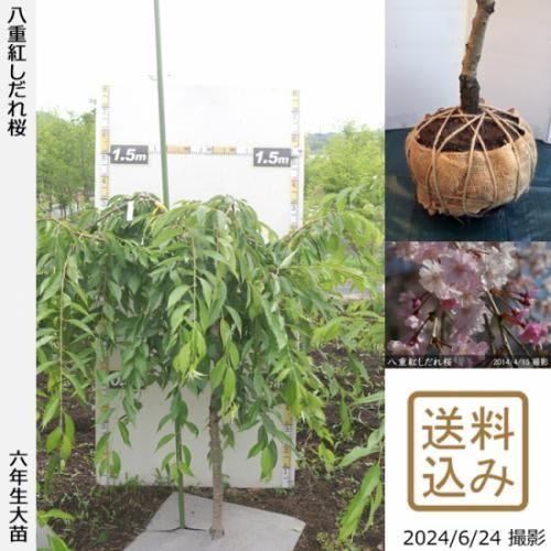 【順次出荷中】大苗◇サクラ(桜