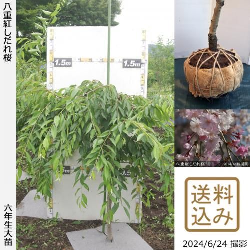 【順次出荷中】大苗◇サクラ(桜