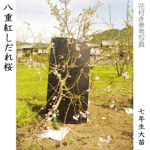【順次出荷中】大苗◇サクラ(桜