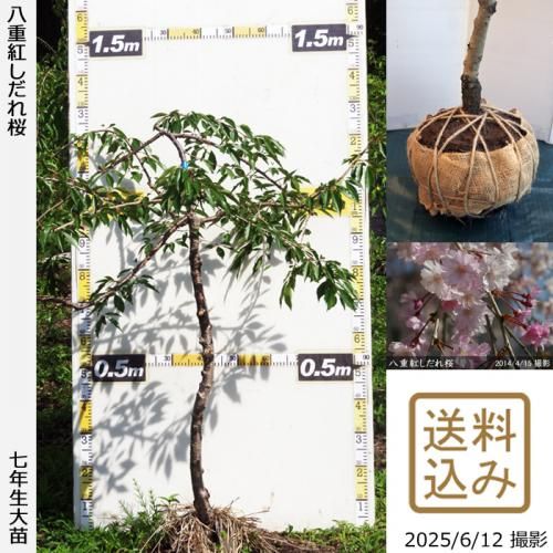 <img class='new_mark_img1' src='https://img.shop-pro.jp/img/new/icons14.gif' style='border:none;display:inline;margin:0px;padding:0px;width:auto;' />2025ǯͽʡġ() ȬŹȤ[Ϸ 2019ǯ:S]