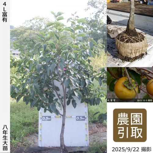 <img class='new_mark_img1' src='https://img.shop-pro.jp/img/new/icons14.gif' style='border:none;display:inline;margin:0px;padding:0px;width:auto;' />2025ǯͽʡġ(ų) 4Lͭ(դ椦)[Ϸ 2018ǯ:3L]ռӡΤ