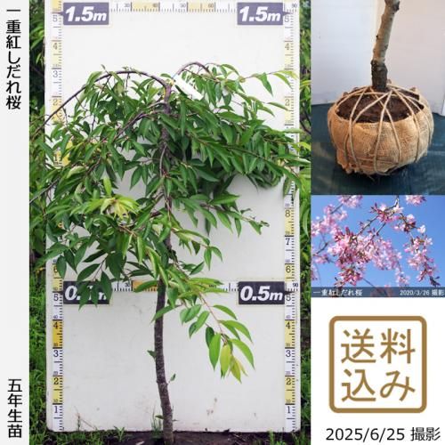 <img class='new_mark_img1' src='https://img.shop-pro.jp/img/new/icons14.gif' style='border:none;display:inline;margin:0px;padding:0px;width:auto;' />2025ǯͽʡġ() ŹȤ[Ϸ 2021ǯ:S]