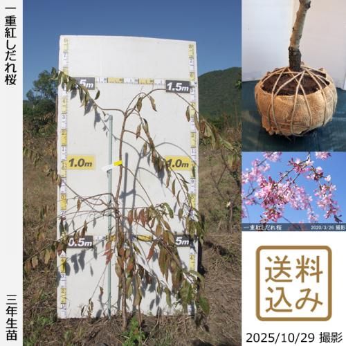 2025ǯͽʡ3ǯġ() ŹȤ[Ϸ 2023ǯ:M]緿