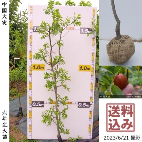 【2025年度予約商品】大苗◇