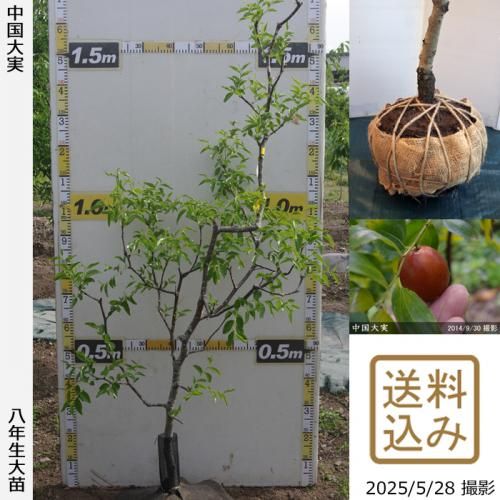 <img class='new_mark_img1' src='https://img.shop-pro.jp/img/new/icons14.gif' style='border:none;display:inline;margin:0px;padding:0px;width:auto;' />2025ǯͽʡġʥĥ(ܧ)[Ϸ 2018ǯ:M]ռӡ